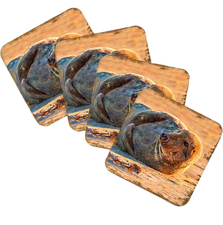 A set of four square coasters featuring a close-up image of a seal resting on the sand.
